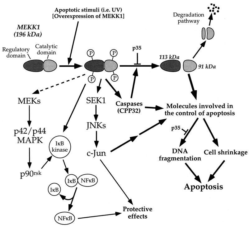 FIG. 12