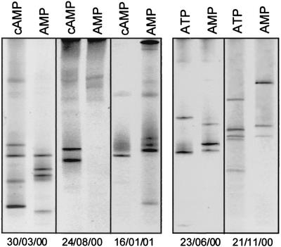 FIG. 3.