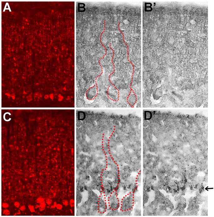 Fig. 7.