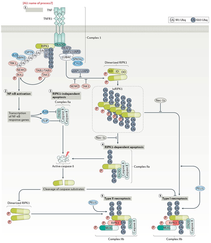 Fig. 1 |