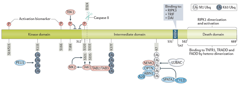 Fig. 2 |