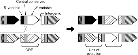 FIG. 3.—