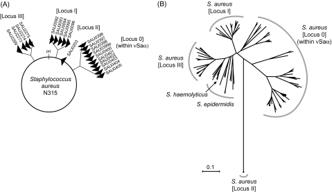 FIG. 1.—