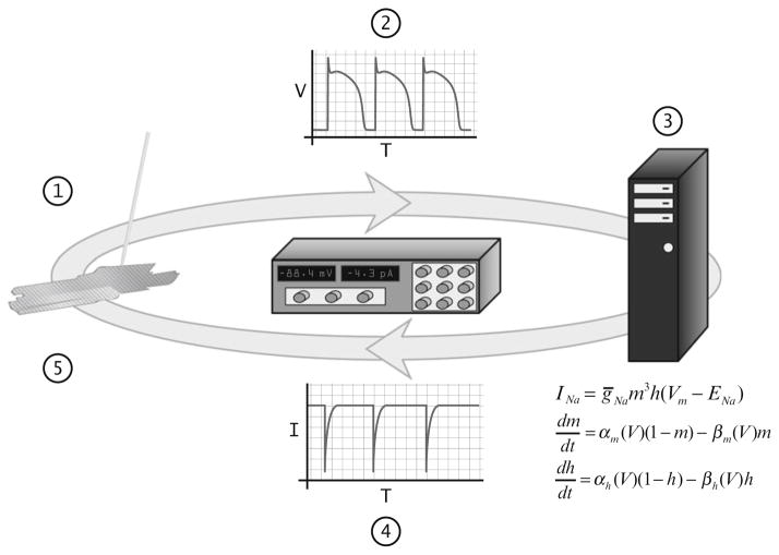 Fig. 1