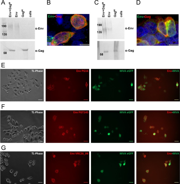 FIG 2