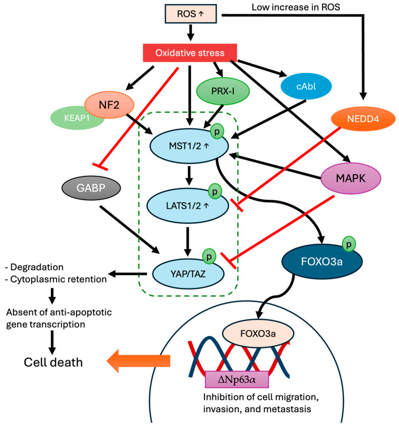 The Hippo Signaling Pathway, Reactive Oxygen Species Production, and ...