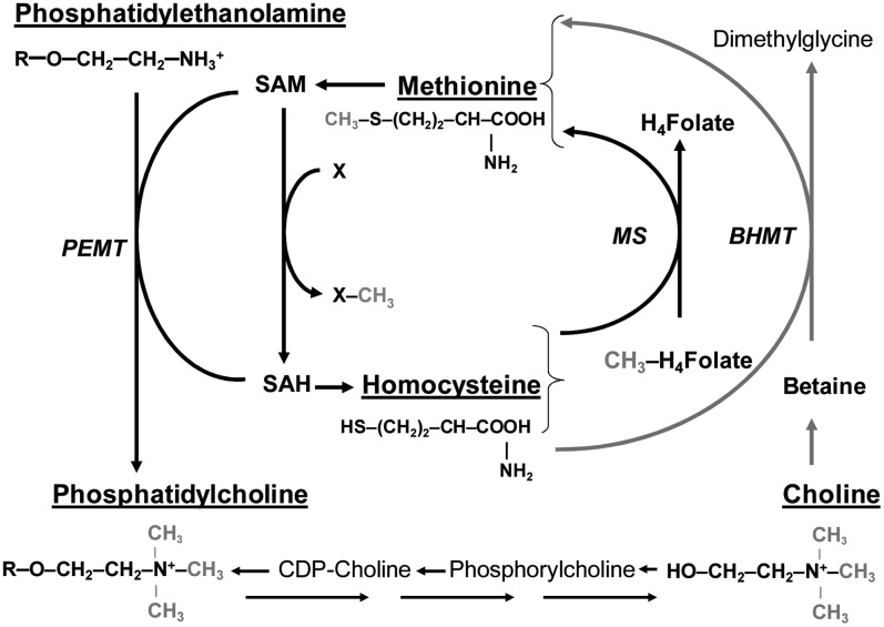 FIGURE 1 