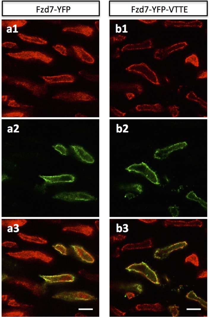 Figure 5—figure supplement 1.