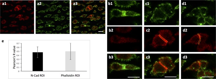 Figure 6—figure supplement 1.