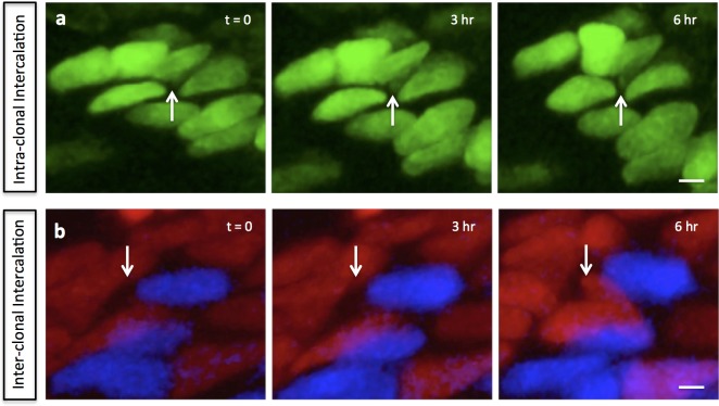 Figure 2—figure supplement 2.