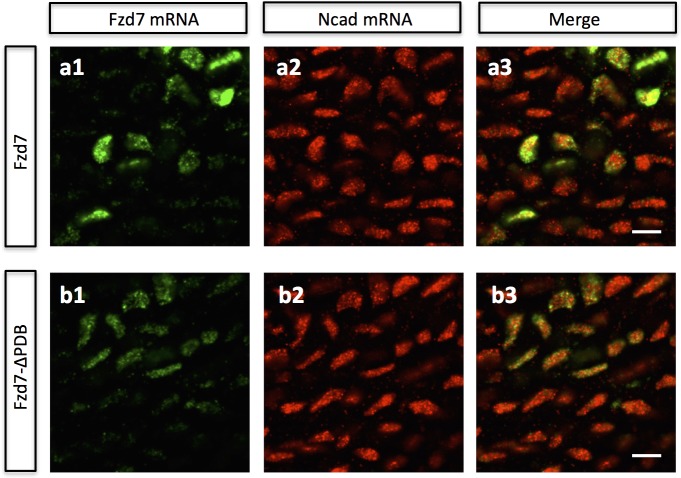 Figure 6—figure supplement 2.