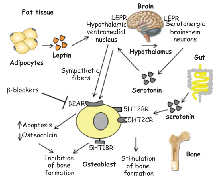 Fig. (6)