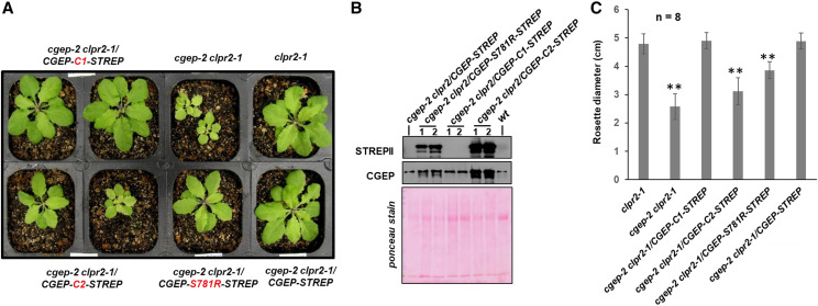 Figure 11.