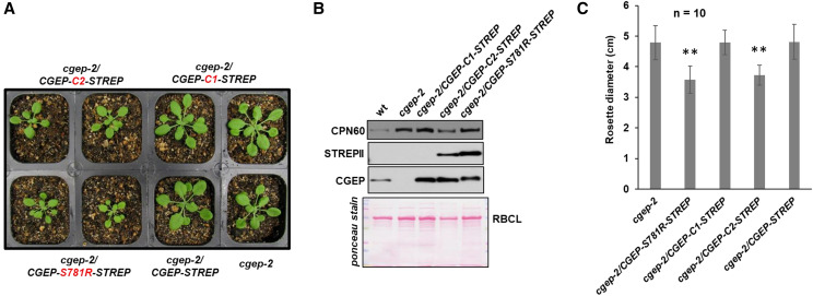 Figure 10.