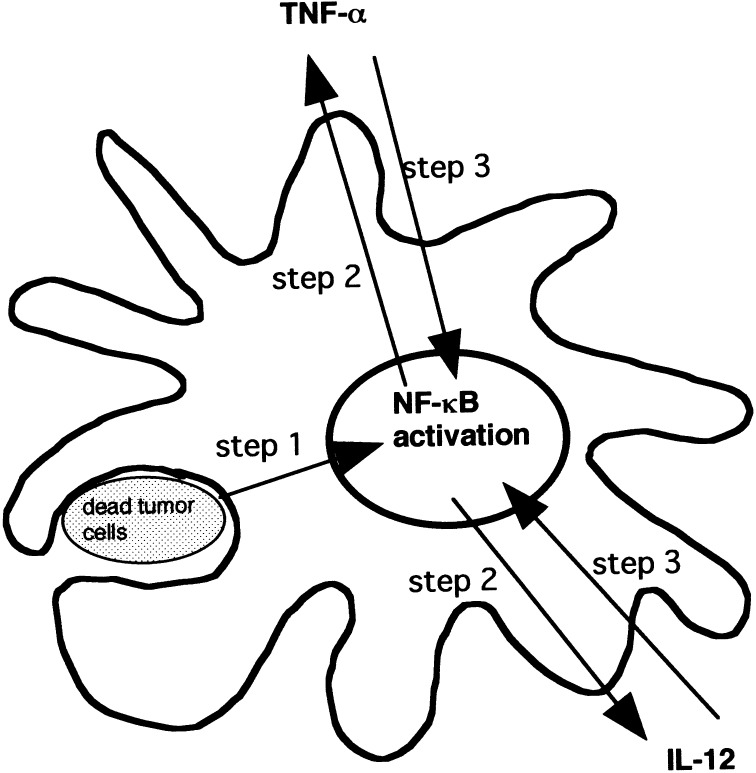 Fig. 6