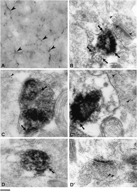 Fig. 10.