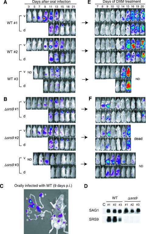 FIG. 4.