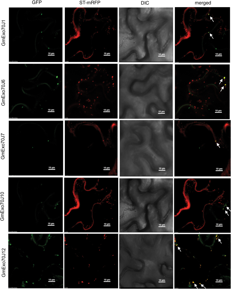 Fig. 6.