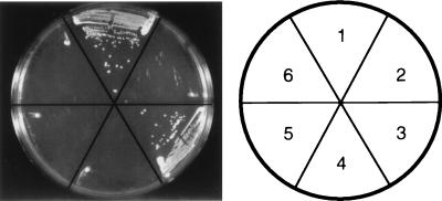 FIG. 3