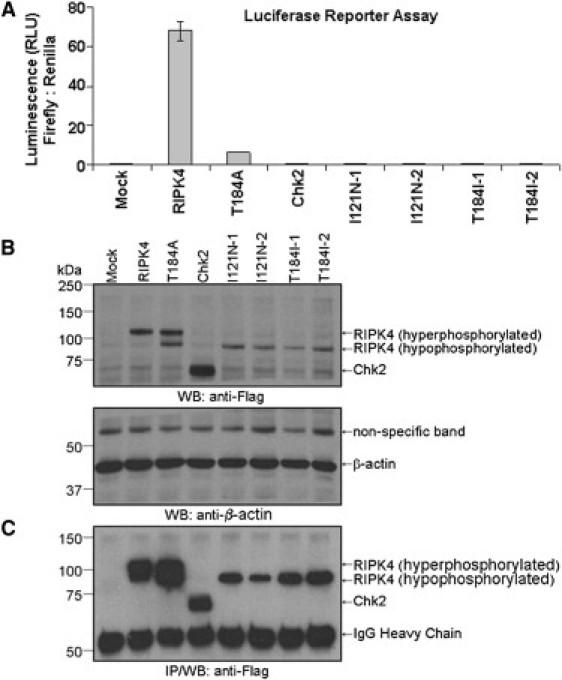 Figure 5