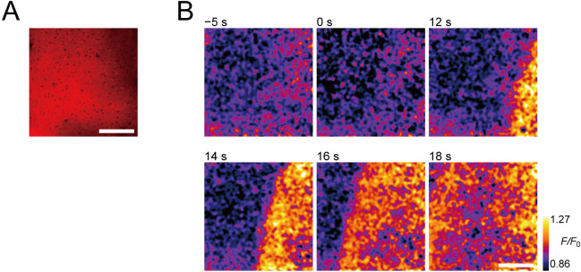 Figure 4—figure supplement 1.