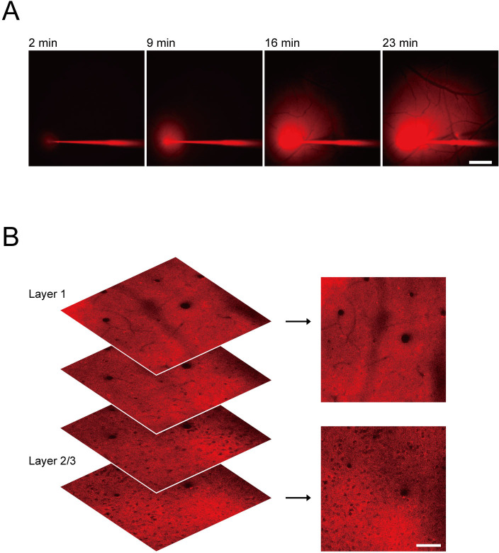 Figure 3—figure supplement 1.