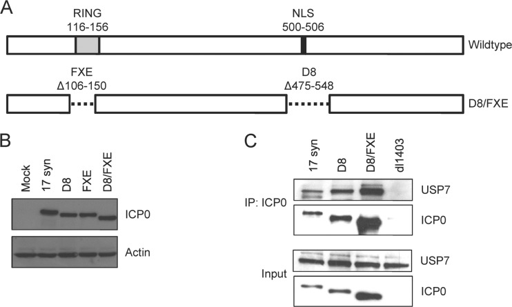 FIG 1