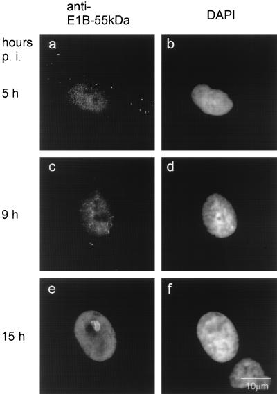 FIG. 9