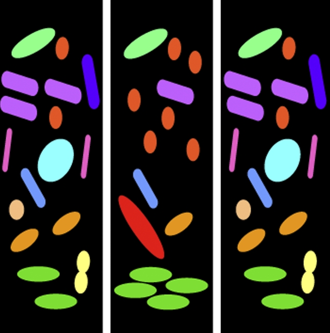 This comprehensive survey of bacterial diversity in the human gut shows extensive but temporary changes in the microbial community following ciprofloxacin treatment.