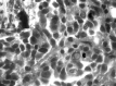 <sc>fig</sc> 6.