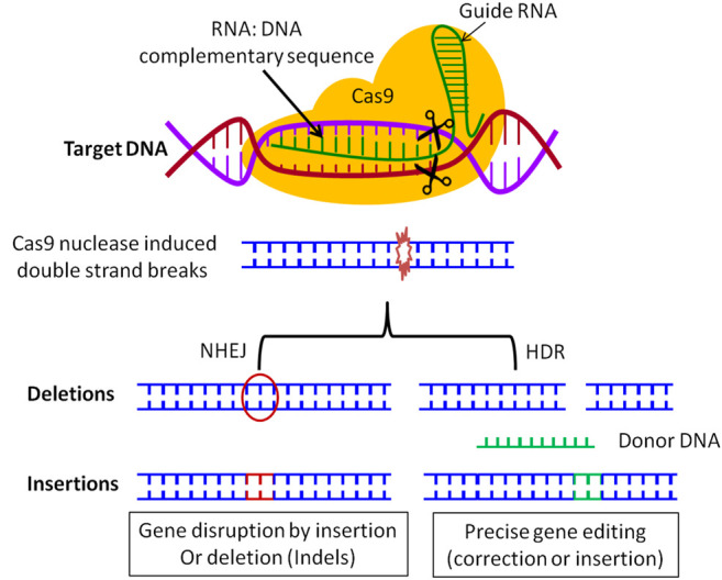 FIGURE 1