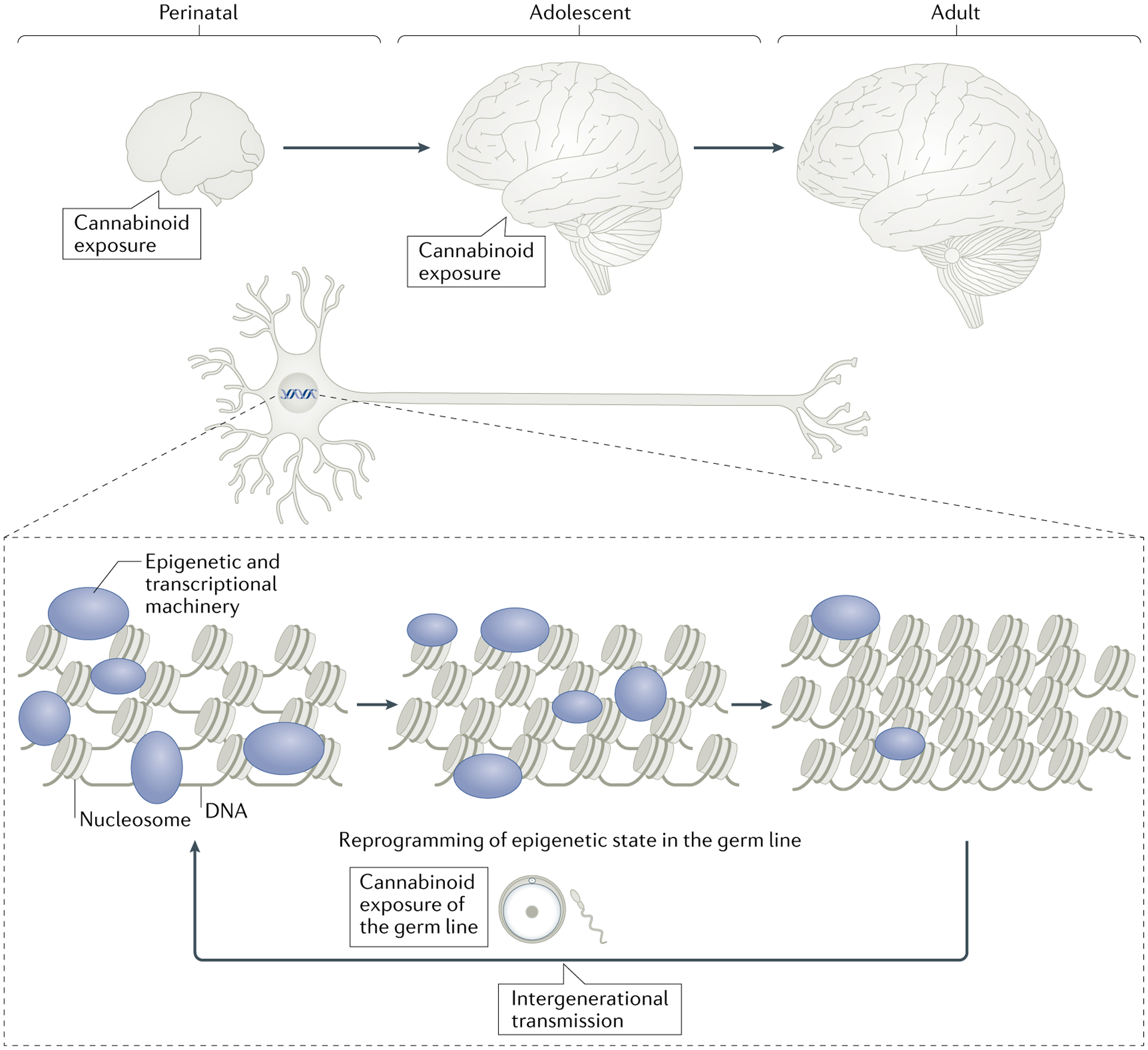 Fig. 3 |