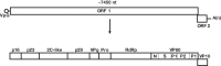 FIG 1
