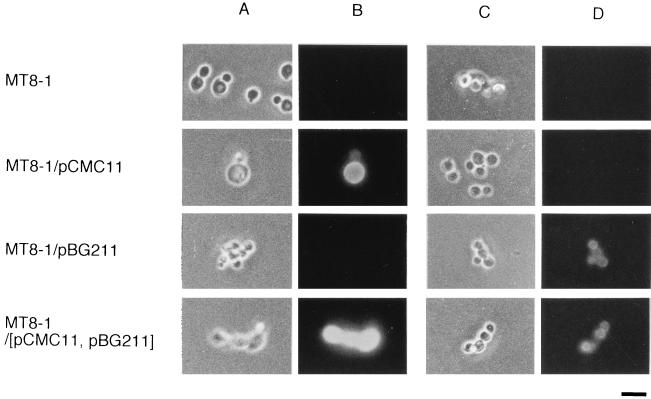 FIG. 2