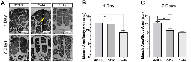 FIGURE 4