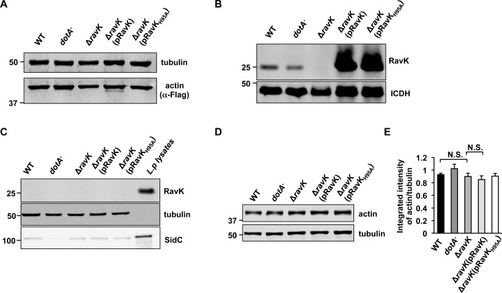 Fig 5