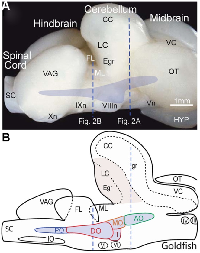 FIGURE 1