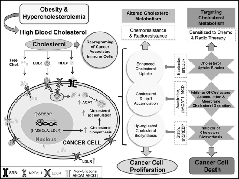 Image, graphical abstract