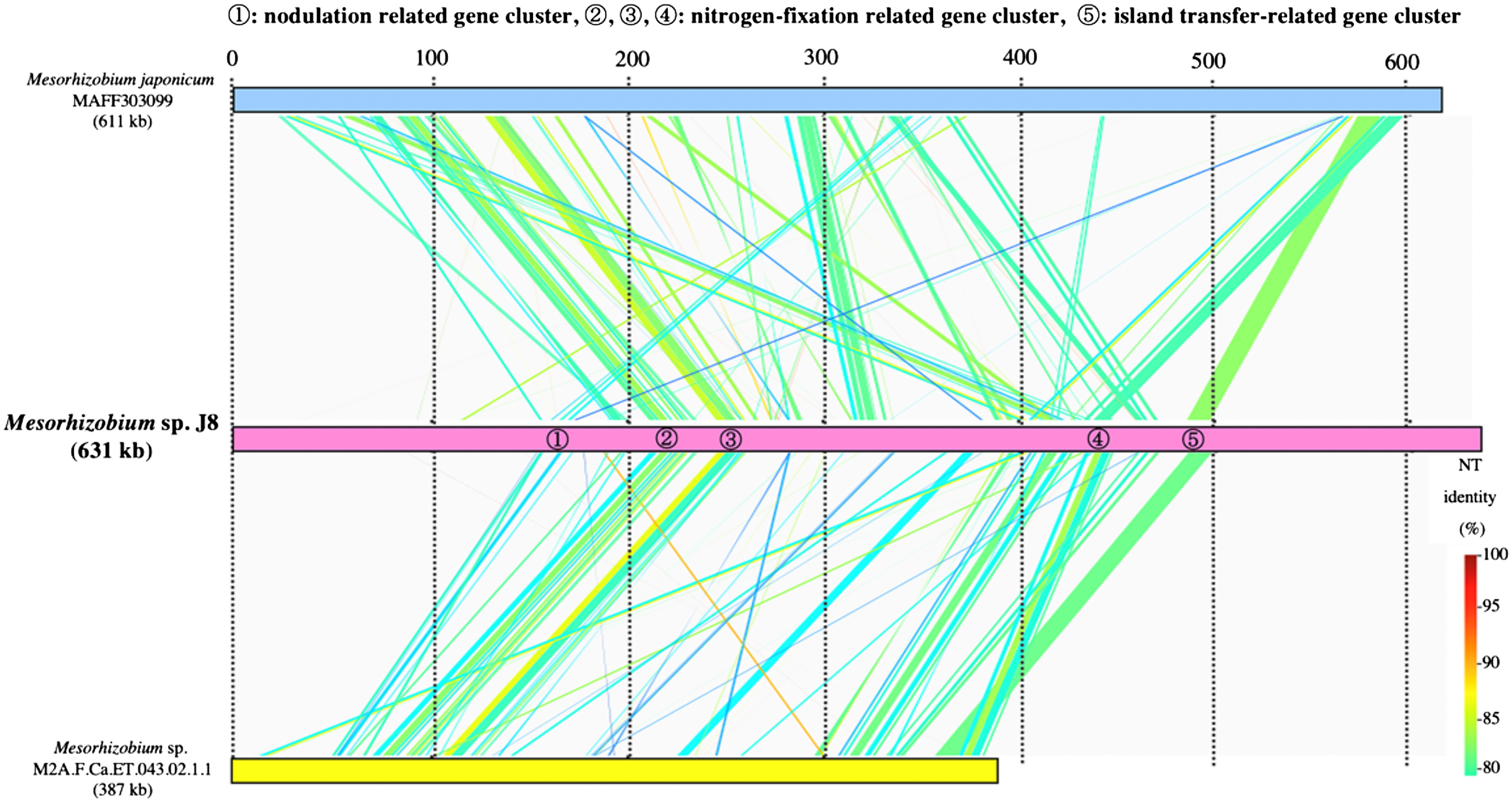 Figure 5. Comparison of nodulation gene clusters in Mesorhizobium sp. J8 and related bacteria using GenomeMatcher (Ohtsubo et al. 2008). Colored strips represent the conserved gene regions between the compared strains, and the color indicates the percentage similarity, as detailed in the key.