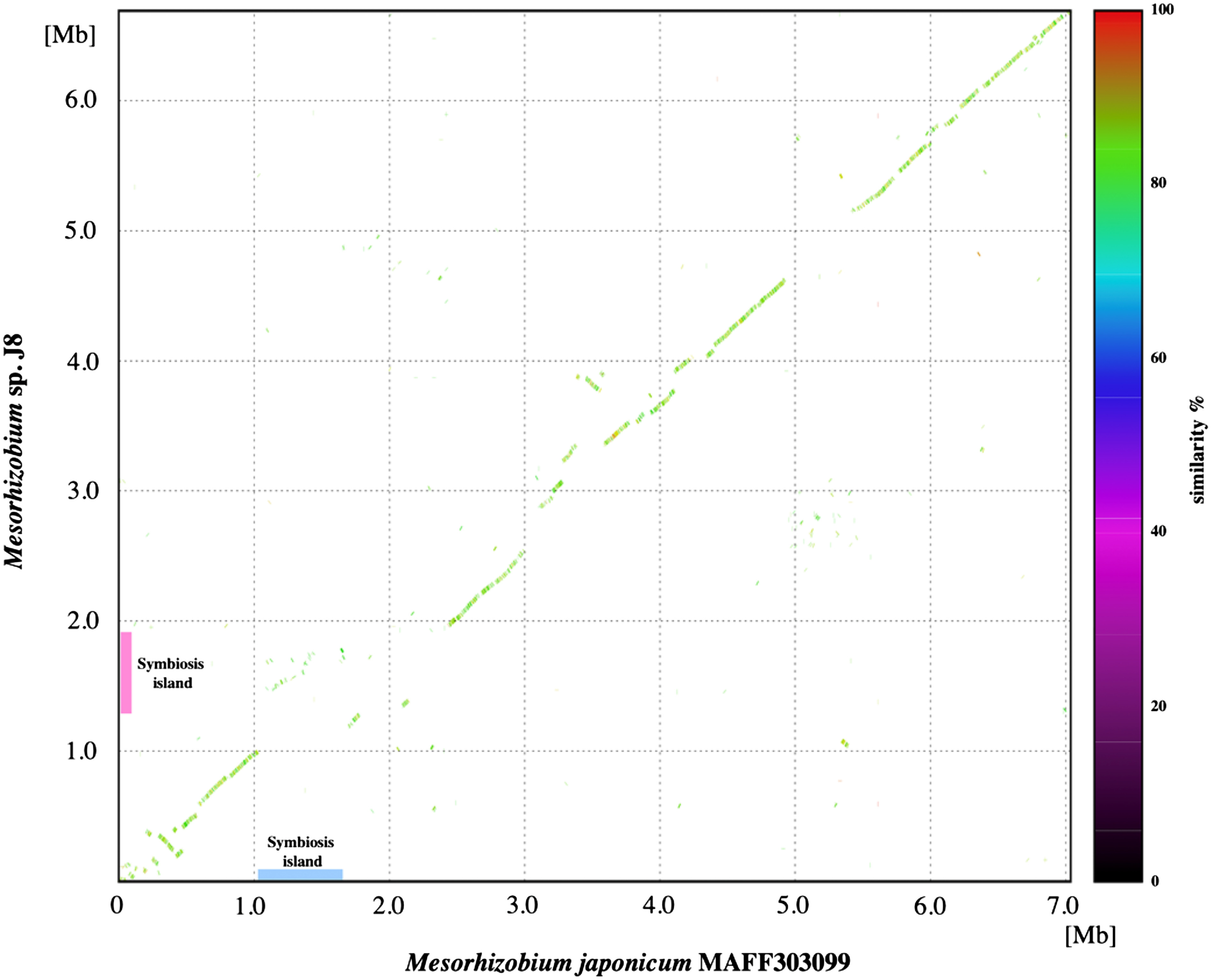 Figure 4. Comparison of chromosomal sequences of Mesorhizobium japonicum MAFF303099 generated using MUMmer (ver. 3.23). The positions on chromosomes of Mesorhizobium japonicum MAFF303099 and Mesorhizobium sp. J8 are indicated on the x-axis and y-axis. The dot color indicates the percentage similarity, as indicated in the key.