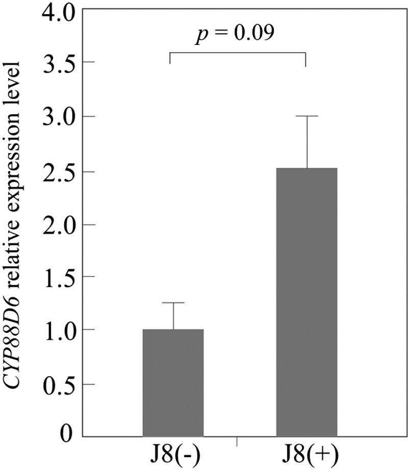 Figure 9. Expression level of CYP88D6 gene in root tissue of J8 uninoculated plants (J8(−)) and inoculated plants (J8(+)) prepared from seeds grown in soil containing 100 µM KNO3, by qRT-PCR. 18S ribosomal RNA gene was used as an internal control. The expression data represent the mean±SD of 5 independent plants.