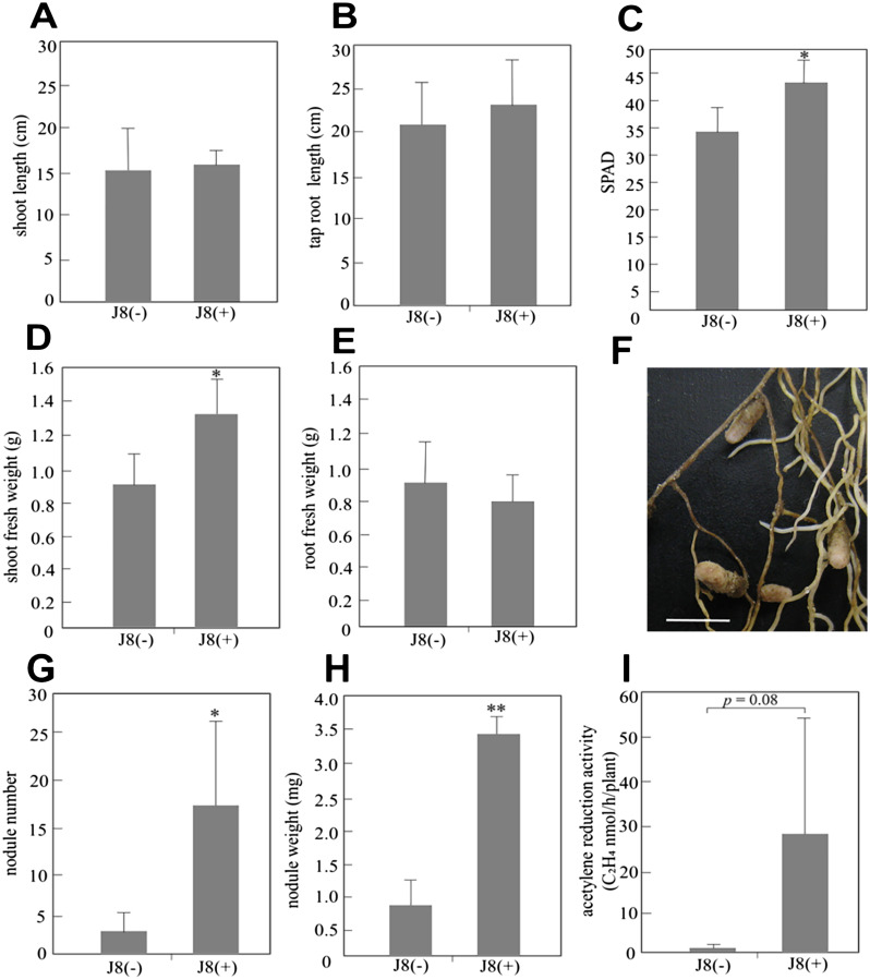 Figure 6. Comparison of the growth and symbiosis parameters of inoculated (J8(+), n=6) and uninoculated (J8(−), n=5) G. uralensis plants grown from cuttings at 90 days after inoculation. The level of shoot length (A), tap root length (B), shoot fresh weight (D) and root fresh weight (E) were measured. (C) The leaf SPAD value. Three leaves of each plant were measured and average values were calculated. (F) Phenotype of nodules of Glycyrrhiza uralensis plants with (J8+) Mesorhizobium sp. J8 inoculation (scale bar=5 mm). The nodule number (G), nodule weight (H) and acetylene reduction activity (I) of uninoculated plants and inoculated plants were analyzed. The error bars represent the standard deviation (SD). Significant differences from the uninoculated plants are shown (Student’s t-test: * indicates p<0.05 and ** indicates p<0.01).