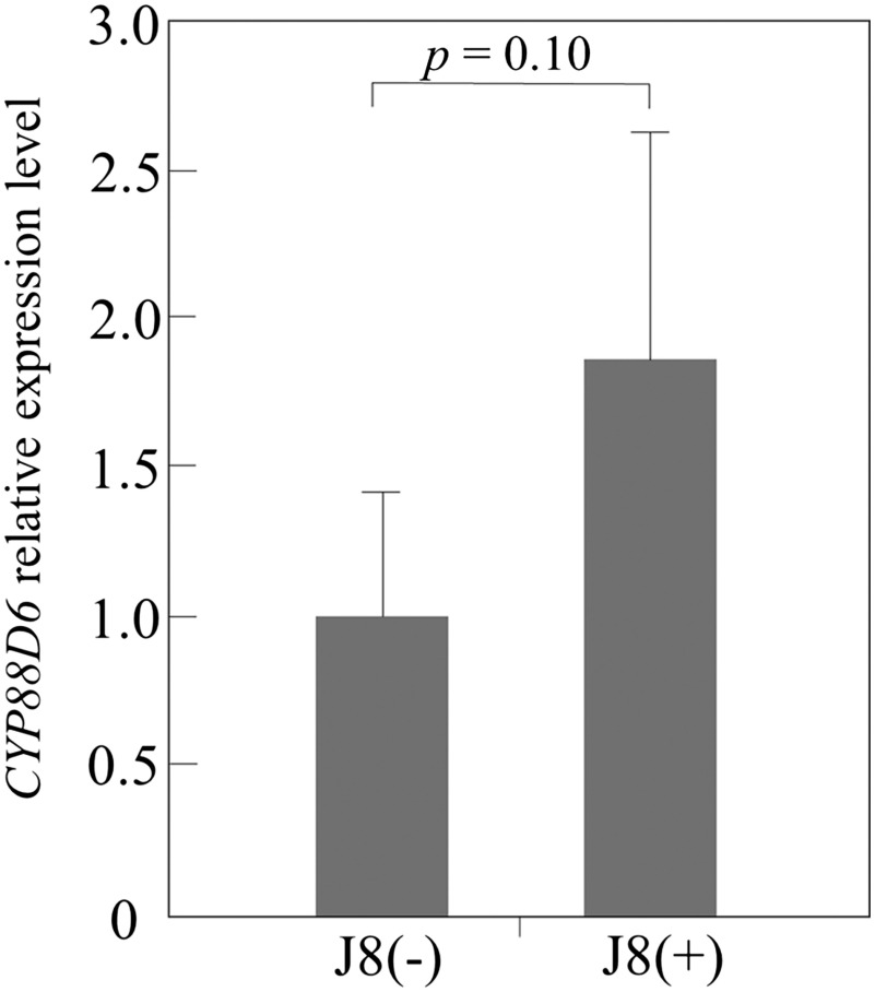 Figure 7. Expression level of CYP88D6 gene in root tissue of J8 uninoculated plants (J8(−), n=5) and inoculated plants (J8(+), n=6) prepared from cuttings, by qRT-PCR. 18S ribosomal RNA gene was used as an internal control. The expression data represent the mean±SD of 6 (J8(−)) and 5 (J8(+)) independent plants, each having three technical replicates.