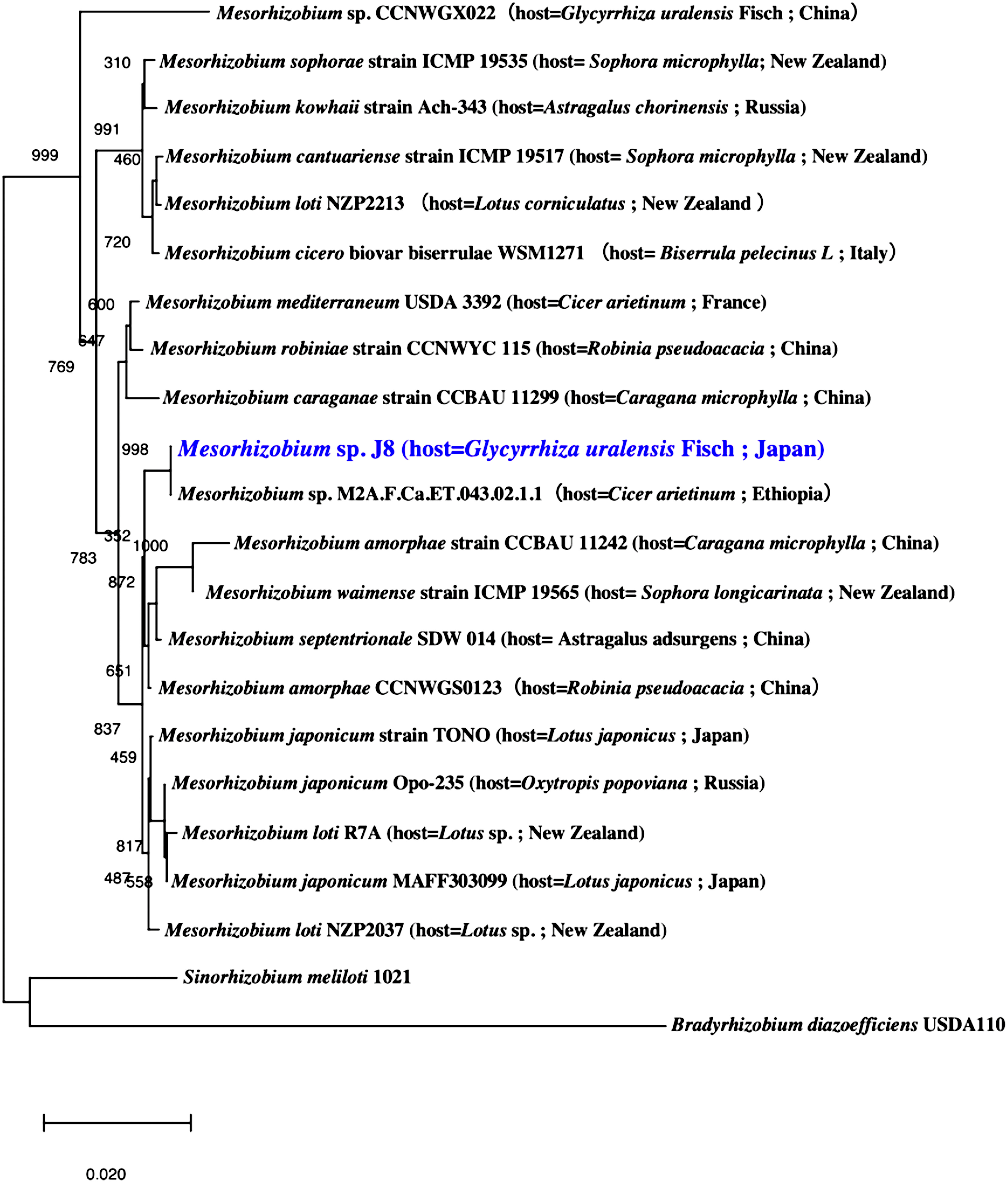 Figure 1. Phylogenetic relationship of Mesorhizobium sp. J8 and related bacteria based on 16S rRNA gene sequences. The tree was built using the unweighted pair group method with arithmetic mean.