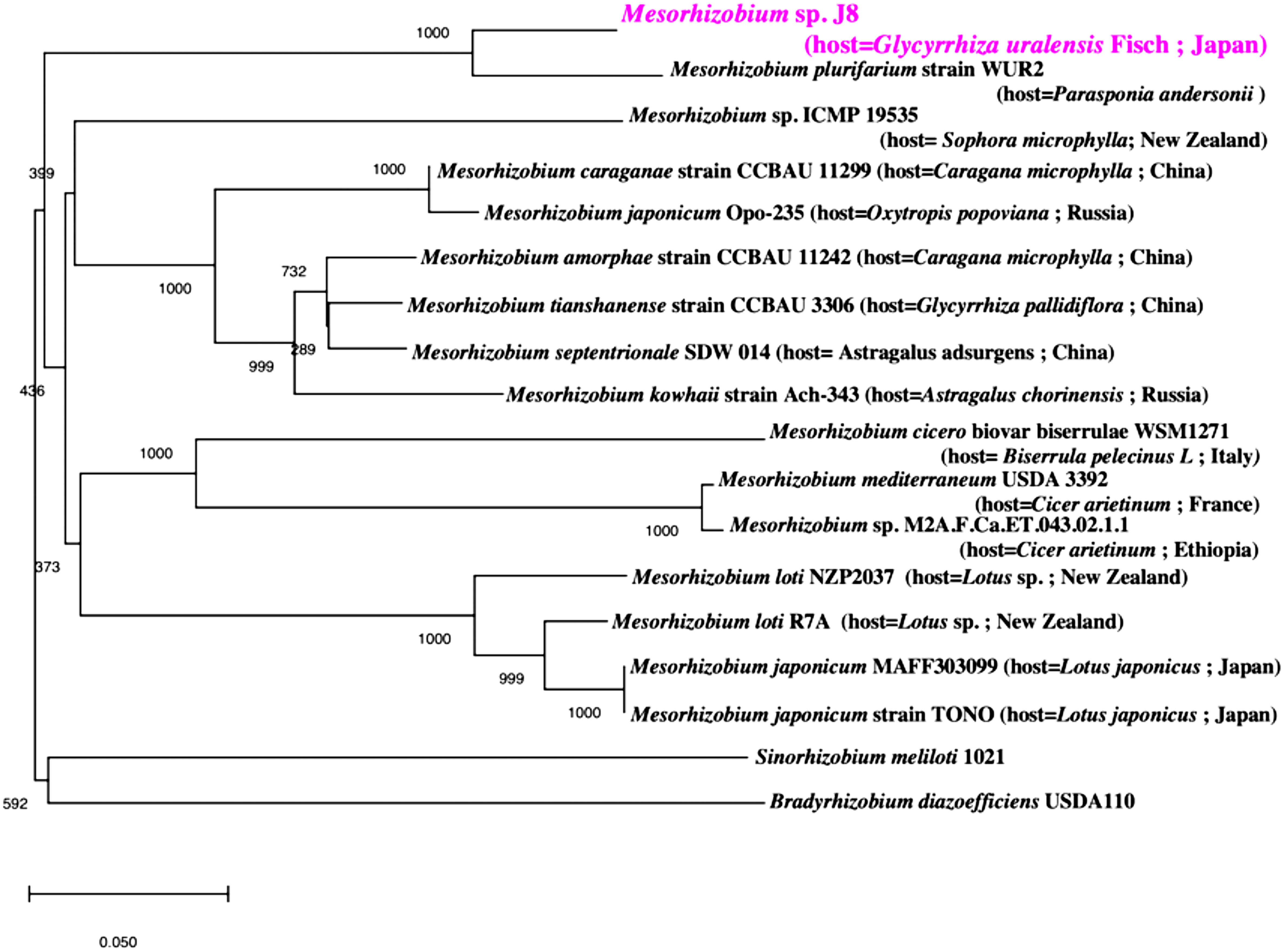 Figure 2. Phylogenetic relationship of Mesorhizobium sp. J8 and related bacteria based on the amino acid sequences of nodA, nodB, and nodC. The tree was built using the unweighted pair group method with arithmetic mean.