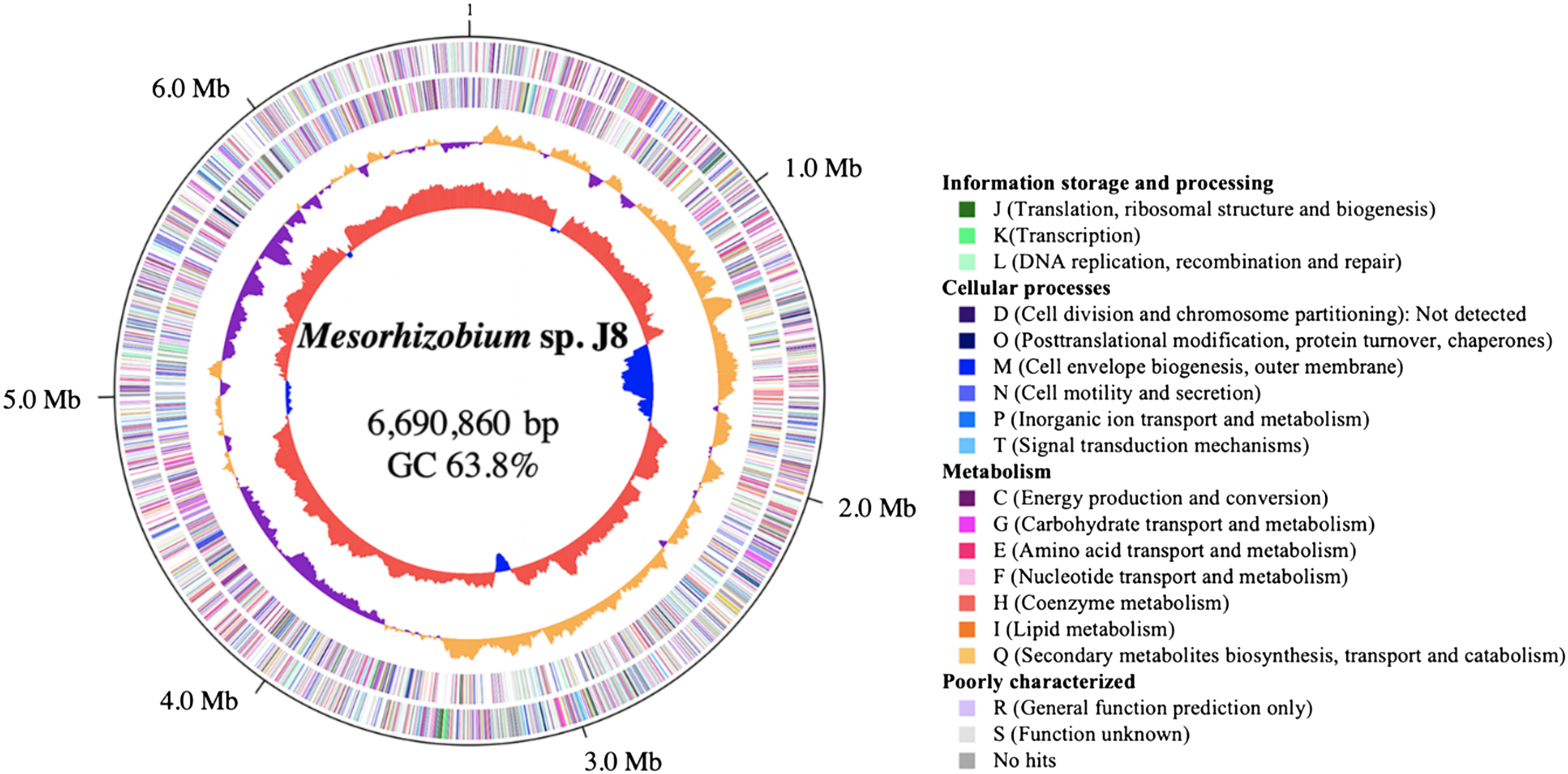 Figure 3. The genome structure of Mesorhizobium sp. J8. A circular genome map was created using in silico Molecular Cloning (Ohyama et al. 2006). The outmost circle and the second show the positions of the putative protein-encoding genes in the clockwise and counterclockwise directions, respectively. Genes whose functions could be deduced by sequence similarity to genes of known function are depicted in green, blue and warm colors, and those whose function could not be deduced are in light colors by COG assignment. The innermost and second-innermost circles show the GC content and the GC skew, respectively. The GC content circle shows the deviation from average GC content of the entire sequence (red, higher than average GC content; blue, lower than average content). The GC skew circle shows the deviation from average skew of the entire sequence (orange, higher than average GC skew; purple, lower than average content). The labels outside the outmost circle represent genome positions (in Mb).