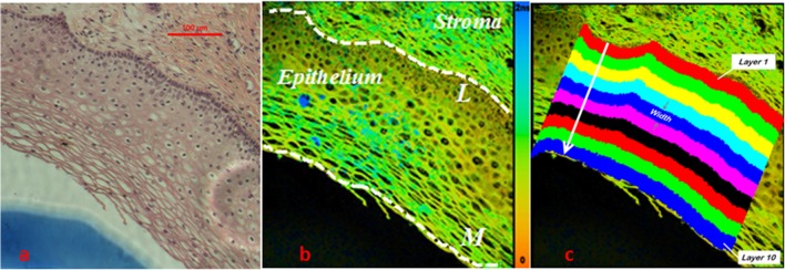 Fig 1