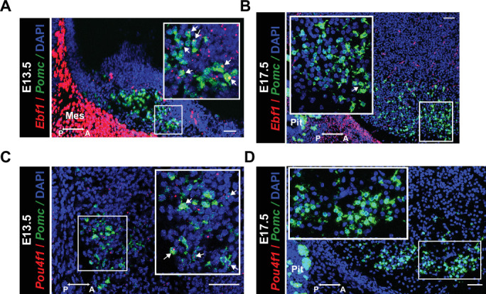 Figure 2—figure supplement 1.