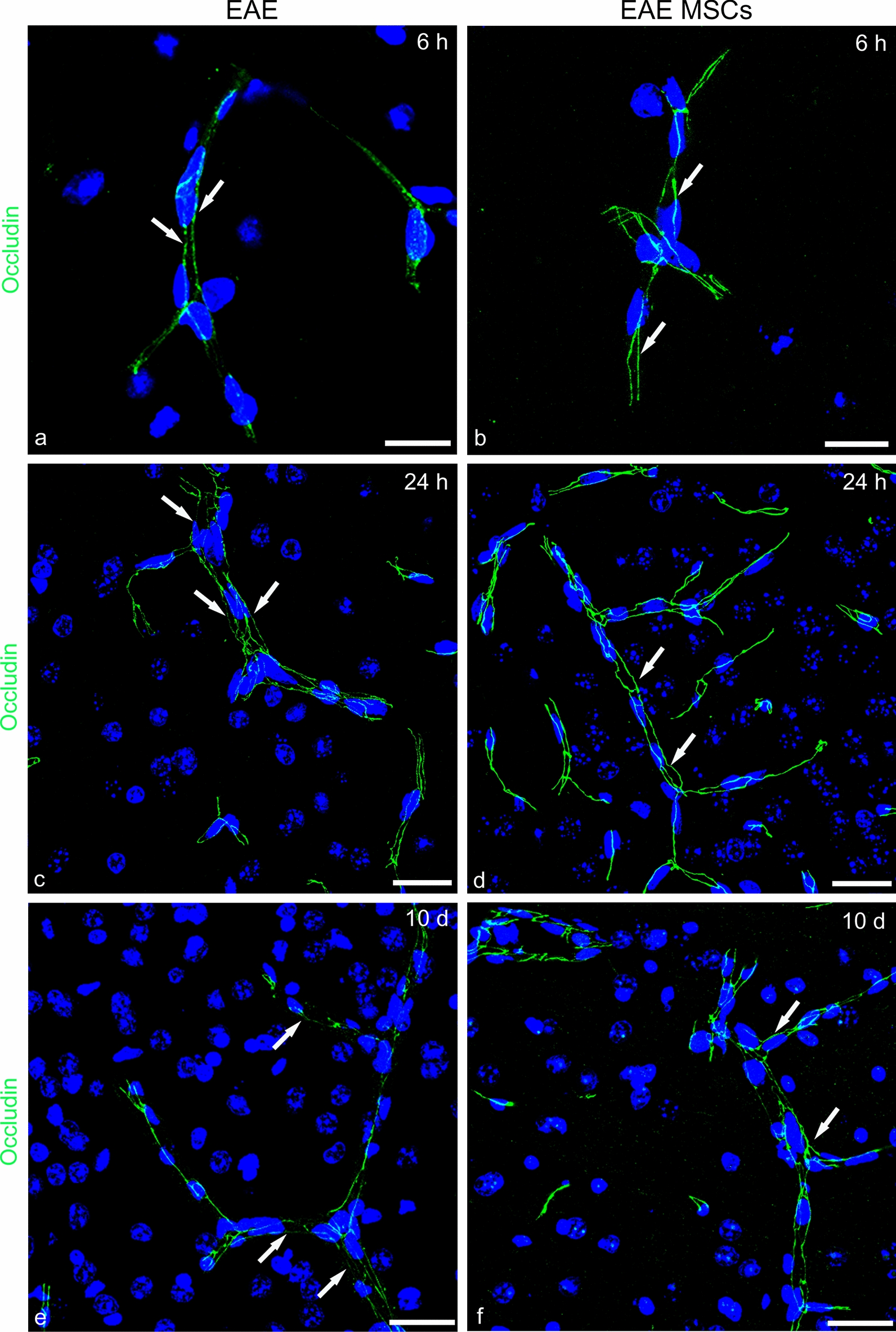 Fig. 11