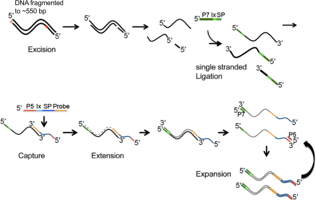 Fig. 1